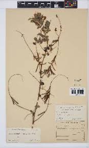 Image result for Melolobium macrocalyx