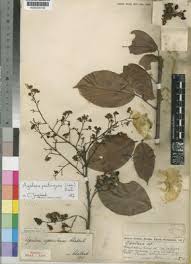 Image result for Agelaea pentagyna