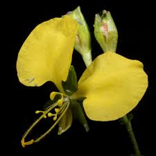 Image result for Aneilema leiocaule