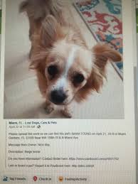 Pin By Nancy Gomes On Animals Lost Pets Animals Pets Losing A Pet