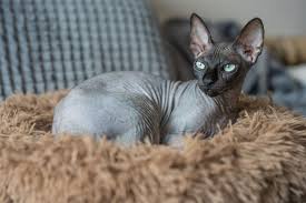 ‪Domestic shorthair | Colours & Facts | Britannica‬‏