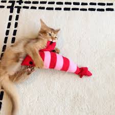 エビとレスリングする愛猫 テトとの暮らし ソマリ ソマリレッド somali somalicats catlover instacat catsofinstagram 猫 ねこ ネコ cat 猫のいる暮らし 猫好き cats and kittens cats kittens