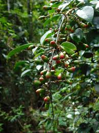 Image result for Rourea coccinea