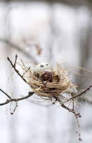 Small White Bird Eggs With Brown Spots Pin By Joaniearlycecarver On On A Clear Day Beautiful Birds Bird Eggs Birds