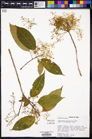 Image result for Maprounea