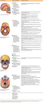 Also, they provide an environment for osteocytes: Part 1 The Axial Skeleton 7 1 The Skull Consists Of 8 Cranial Bones And 14 Facial Bones Human Anatomy And Physiolo Anatomy Bones Facial Bones Axial Skeleton