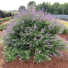 Image result for Vitex strickeri