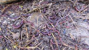 Maybe you would like to learn more about one of these? Attracting Compost Worms A Worm Barrel Update Youtube