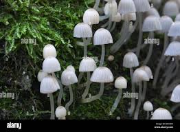 Image result for Coprinus sp.