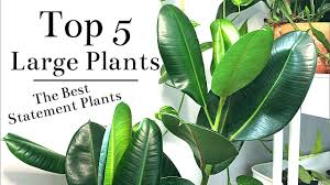 Although a natal mahogany resembles a schefflera amate, it's more exotic looking and much more forgiving. Top 5 Large Floor Plants Youtube