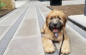 Texas Whoodles Breeder Whoodle Dog Wheaton Terrier Puppies