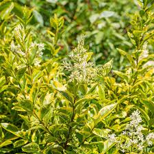 Image result for ligustrum ovalifolium