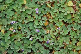 Image result for Grona triflora