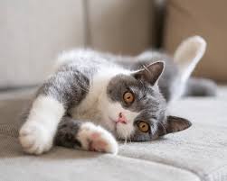 We did not find results for: Veterinary Dentist In Oakland Cats Dogs Dental Care Surgery