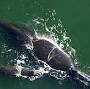 North Atlantic right whale habitat from www.ifaw.org
