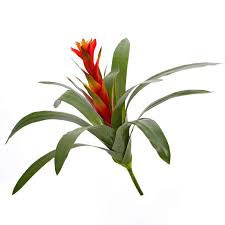Jamie has written about gardening and special occasion flowers since 2011. Artificial Guzmania Ines With Flowers On Spike Red 18 45cm Fake Plants Buy At Artplants Online Shop