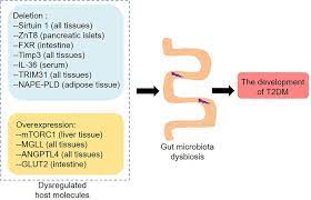 Frontiers | Gut Microbiota: An Important Player in Type 2 Diabetes Mellitus