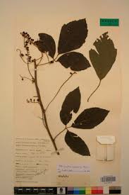 Image result for Allophylus africanus