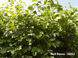 Image result for Celastraceae