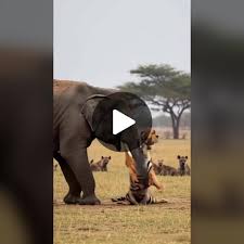 Brave Tiger Provokes Elephant - A Wild ...