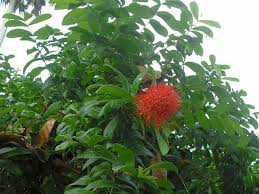 Image result for Combretum constrictum