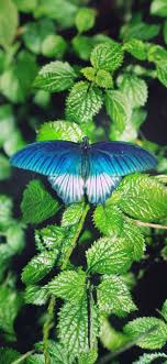 Maybe you would like to learn more about one of these? Green Leaves Blue Butterfly 1242x2688 Iphone 11 Pro Xs Max Wallpaper Background Picture Image