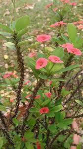 The true flowers are small and green, surrounded by showy bracts in red, orange, pink, yellow, or white. Euphorbia Milii Christ Plant Christ Thorn Crown Of Thorns Crown Of Thorns North Carolina Extension Gardener Plant Toolbox