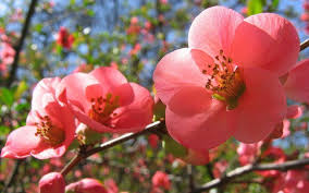 Download Free Spring Flowers Image Spring Flowers Images Spring Flowers Background Pink Spring Flowers