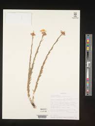 Image result for Gnidia burchellii