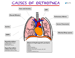 Image result for Orthopichonia