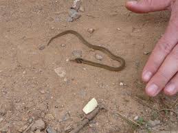 The remaining 30% of snake species are live bearers, meaning they give birth to baby snakes. Baby Snake Andrej And Karen Brummer
