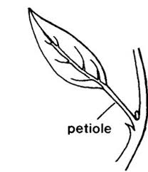 Image result for Ranalisma