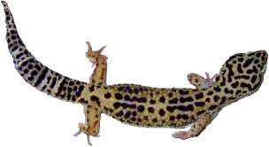 talk common leopard gecko wikipedia