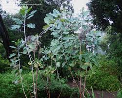 Image result for Bocconia arborea