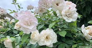 Types of white flowers and their names. White Roses Varieties Meaning Symbolism And Pictures Florgeous