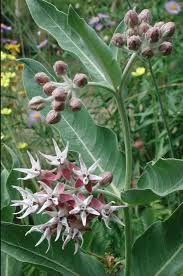 Image result for Asclepias aurea