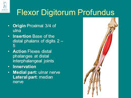 The muscle is connected to the extensor digitorium. Flexor Digitorum Profundus Origin Insertion Nerve Supply Action How To Relief