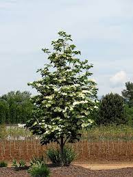 Maybe you would like to learn more about one of these? Venus Dogwood For Sale Online The Tree Center