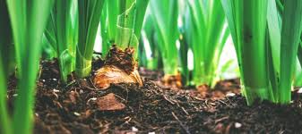 Add about 4 to 6 inches of compost to your flower beds and into your pots at the beginning of each planting season. Planting With Compost Expert Advice From The Pros Abc Blog