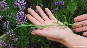 Image result for lavender cuttings