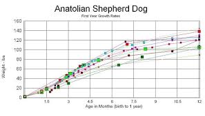 australian shepherd growth chart best picture of chart