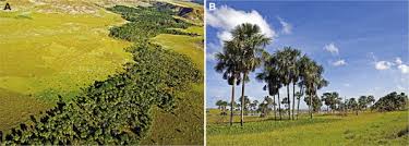 Image result for Indigofera fuscobarbata