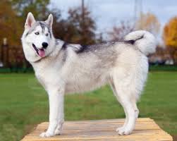 Maybe you would like to learn more about one of these? What Everybody Ought To Know About The Siberian Husky Temperament