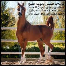 ياملاگ الحسن horses horse farms horse jumping