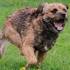 - Maryland Border Terrier Rescue - ADOPTIONS - Rescue Me!