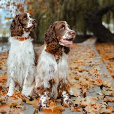 Image result for anglický špringršpaněl