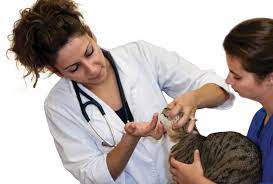 Focus On Pharmacology Management Of Chronic Pain In Cats