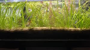 Image result for Vallisneria spiralis