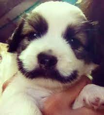 I found this picture on my tumblr feed and i thought everyone would be interested on how the cute little mustache puppy was doing. The Greatest Dog Mustaches Of All Time Rover Blog