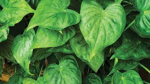 Anda yang ingin menanam bunga keladi hias yang memiliki banyak jenis dan beberapa harga bunga keladi merah yang cukup daftar harga keladi hias terupdate 2021, beserta tempat jualnya. Keladi Tikus Tanaman Obat Berkhasiat Yang Ada Ekornya